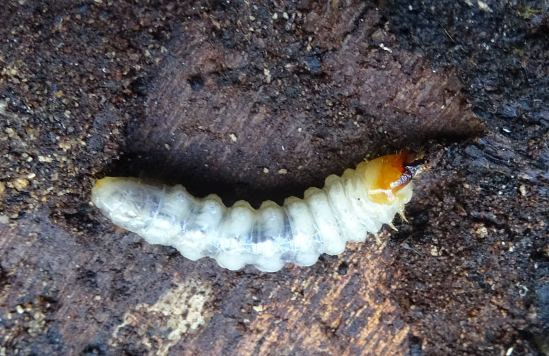 larva di Cerambicidae